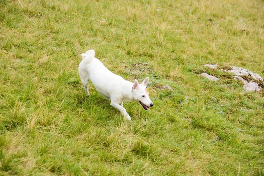 Jack Russell hunting for marmots in their burrows in the Italian Dolomites