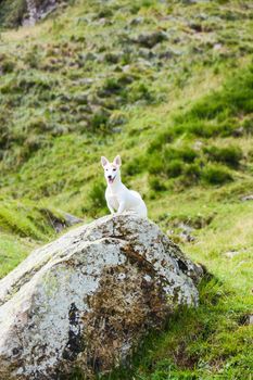 Jack Russell hunting for marmots in their burrows in the Italian Dolomites