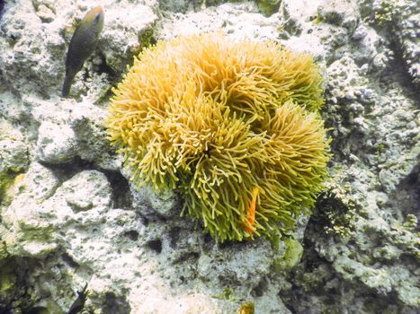 maldives, a solitary anemone grown after the tsunami and home to the clown fish