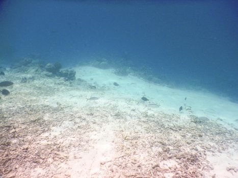 Maldives, expanse of coral deer antlers destroyed by the tsunami