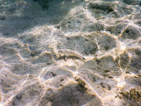 Maldives, plankton and tropical fishes near the re-growing coral reef