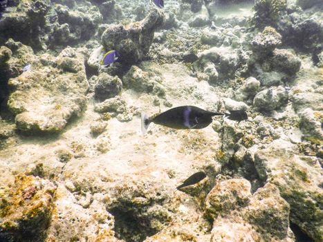 Maldives, plankton and tropical fishes near the re-growing coral reef