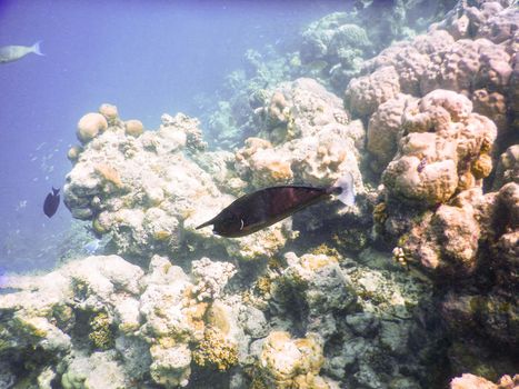 Maldives, plankton and tropical fishes near the re-growing coral reef
