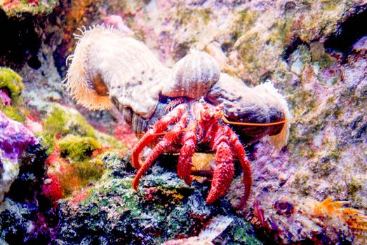hermit crab deep under the sea