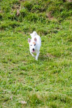 Jack Russell hunting for marmots in their burrows in the Italian Dolomites

