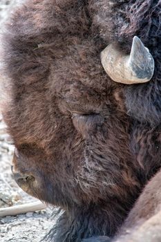 Close up of a Bison face in the Yellowstone National Park.