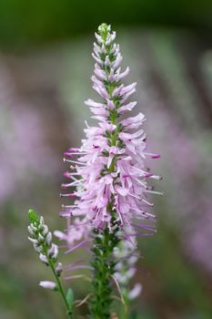 Speedwell Inspire Pink (Veronica spicata), close up of the flower head