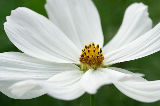 Close up image of the blossom of Garden cosmos (Cosmos bipinnatus)