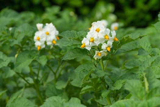 Blossom of potato plant (Solanum tuberosum)