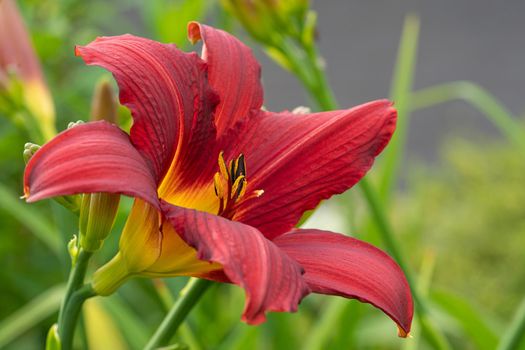 Day lily (Hemerocallis), close up of the flower head