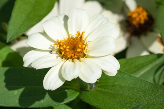 Close up image of the blossom of Garden Zinnia (Zinnia hybrida)