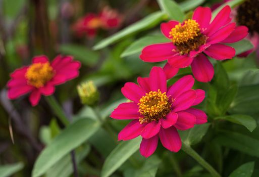 Close up image of the blossom of Garden Zinnia (Zinnia hybrida)
