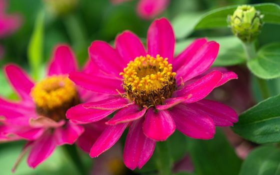 Close up image of the blossom of Garden Zinnia (Zinnia hybrida)
