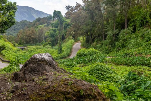 Scenic view of a green landscape with wild growing zucchini plants, trail path,  mountain range, trees in the interior of the island Reunion in the indian ocean 