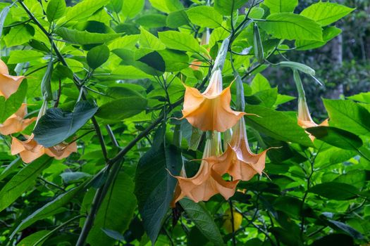 Yellow / orange angel trumpet flowers  in the interior of the island Reunion in the indian ocean 