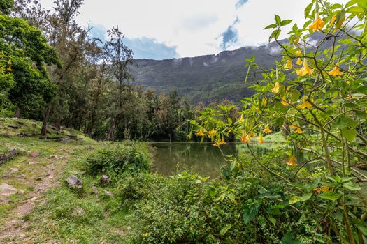 Landscape with idyllic lake, angel trumpets, green trees in the interior of the island Reunion in the indian ocean 