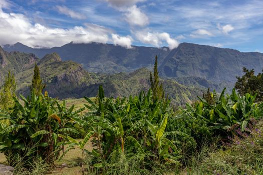 Scenic view of a green landscape with mountain range in the background, trees, colored plants in front at island Reunion in the indian ocean on a sunny day with blue sky and white clouds