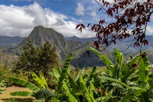 Scenic view of a green landscape with mountain range in the background, trees, colored plants in front at island Reunion in the indian ocean on a sunny day with blue sky and white clouds