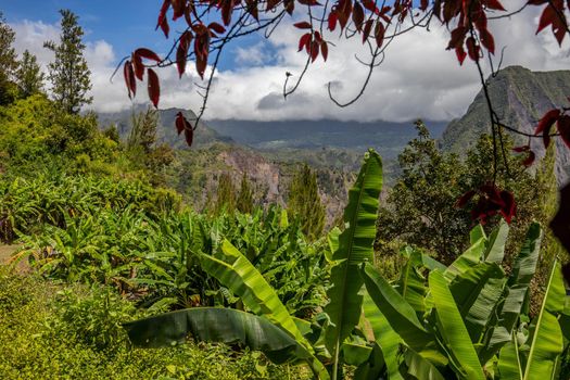 Scenic view of a green landscape with mountain range in the background, trees, colored plants in front at island Reunion in the indian ocean on a sunny day with blue sky and white clouds