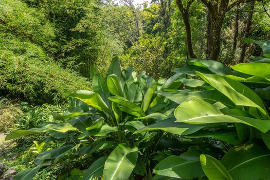 Green landscape with wild growing plants, trees in the interior of the island Reunion in the indian ocean 