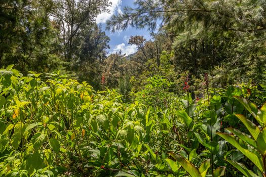 Scenic view of a green landscape in the interior of the island Reunion in the indian ocean 