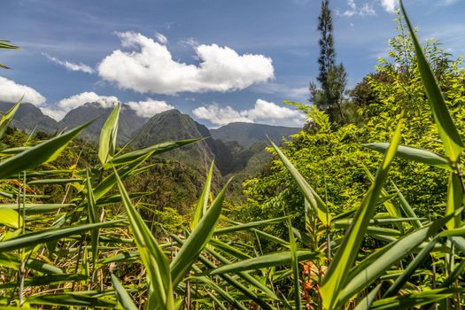 Scenic view of a green landscape with mountain range in the background, trees, colored plants in front at island Reunion in the indian ocean on a sunny day with blue sky and white clouds