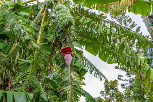 Banana tree with bananas and blossom in Curepipe on Mauritius island