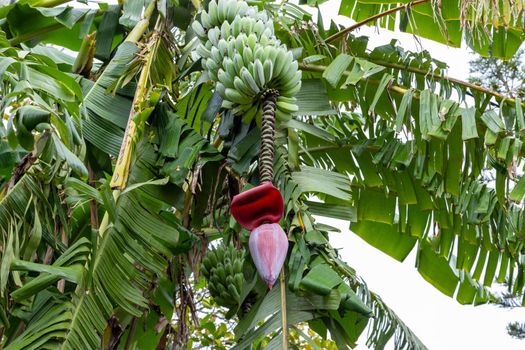 Banana tree with bananas and blossom in Curepipe on Mauritius island