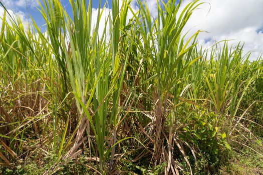 Sugar cane plant on Mauritius island, africa
