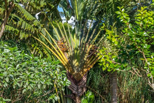 Fan palm on Mauritius island, Indian ocean