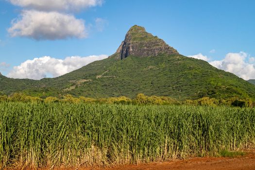 Sugar cane fields and mountain on Mauritius island, africa