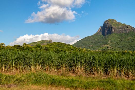 Sugar cane fields and mountain on Mauritius island, africa