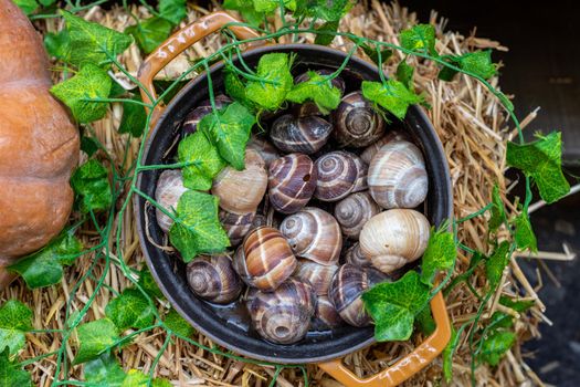 Pot with snails, topped with straw and green leaves found in Paris, France