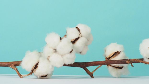 Cotton branch. Real delicate soft and gentle natural white cotton balls flower branches on light green background. Flowers composition. flat lay. top view. minimal style.