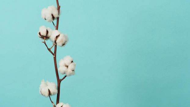 Cotton branch. Real delicate soft and gentle natural white cotton balls flower branches on light green background. Flowers composition. flat lay. top view. minimal style.