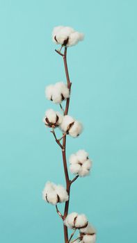 Cotton branch. Real delicate soft and gentle natural white cotton balls flower branches on light green background. Flowers composition. flat lay. top view. minimal style.