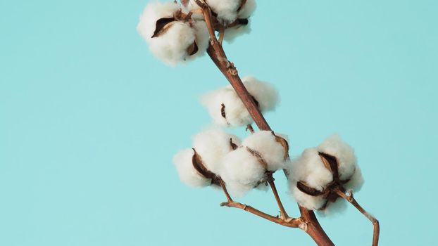 Cotton branch. Real delicate soft and gentle natural white cotton balls flower branches on light green background. Flowers composition. flat lay. top view. minimal style.