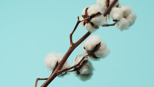 Cotton branch. Real delicate soft and gentle natural white cotton balls flower branches on light green background. Flowers composition. flat lay. top view. minimal style.