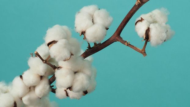 Cotton branch. Real delicate soft and gentle natural white cotton balls flower branches on light green background. Flowers composition. flat lay. top view. minimal style.