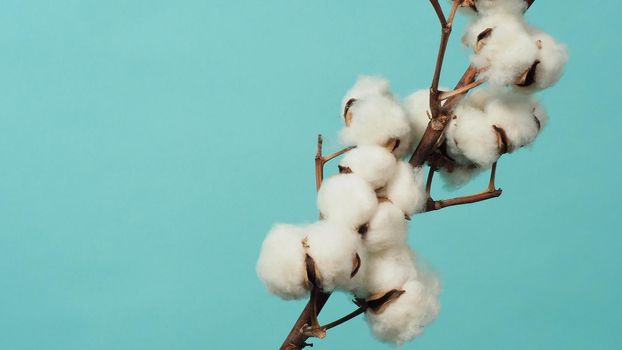 Cotton branch. Real delicate soft and gentle natural white cotton balls flower branches on light green background. Flowers composition. flat lay. top view. minimal style.