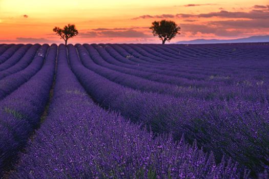 Valensole Plateau, Provence, Southern France. Lavender field at sunset. Provence