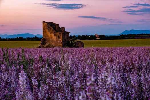 Valensole Plateau, Provence, Southern France. Lavender field at sunset. Provence