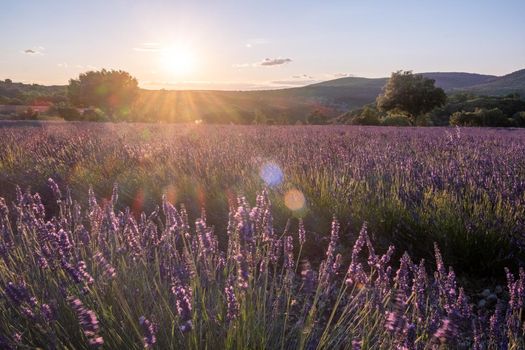 Ardeche lavender fields in the south of France during sunset, Lavender fields in Ardeche in southeast France.Europe