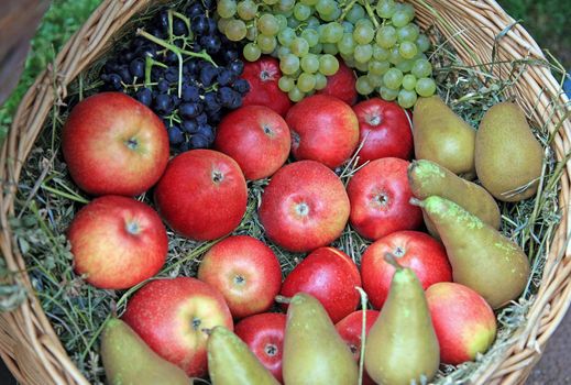 Harvesting basket with apples, pears and grapes on straw