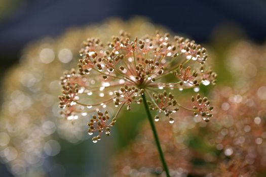 Dill plant after rain with waterdrops in the garden