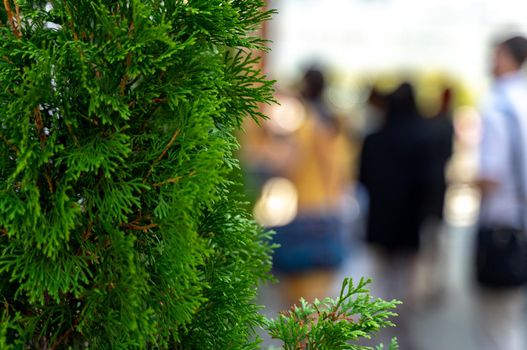 Green fir tree on a busy street on a bright sunny summer day.