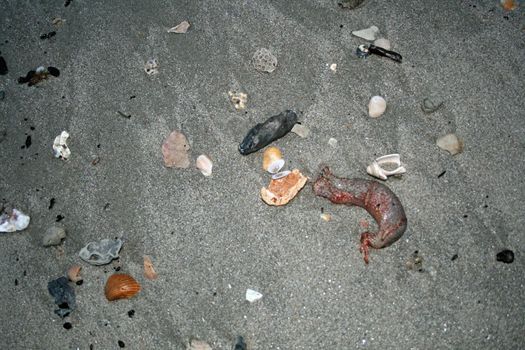 Various shells and animal life on a beach