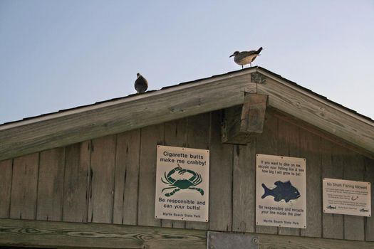 A bird seen at Myrtle Beach State Park