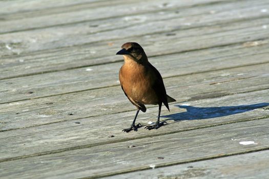 A bird seen at Myrtle Beach State Park