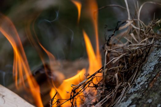 Dried blades of glass are placed on a wooden log in a burning outdoor fire as kindling. Some of the grass is already burned and smoking as flames rise behind.